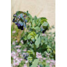 Grand Cerinthe pourpre (Cerinthe major subsp. purpurascens)