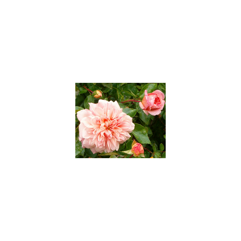 rosa 'François Juranville'