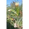 Crinum macowanii  en bouton