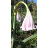 Crinum macowanii en fleur