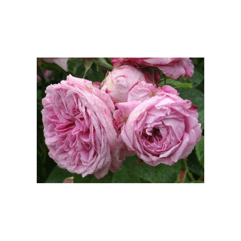 rosa 'Gaspard Monge'