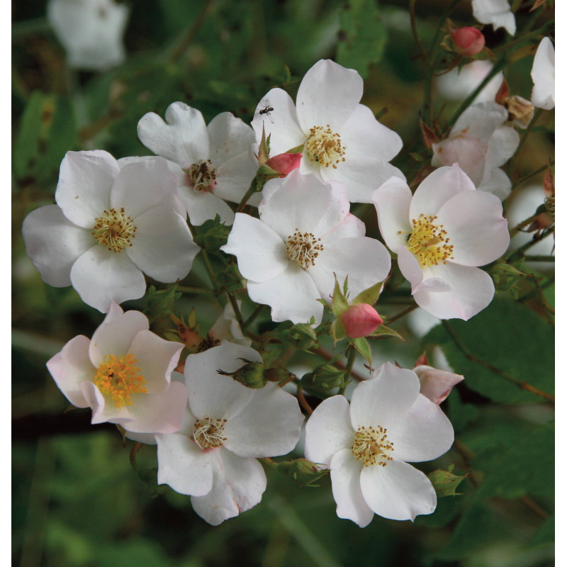 rosa 'Évangéline'