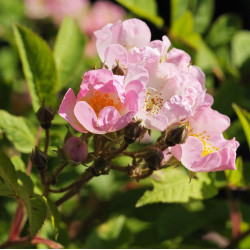 Rosa multiflora cathayensis