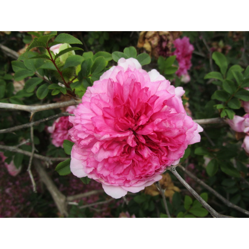 Rosa roxburghii plena