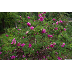 Rosa roxburghii plena