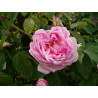rosa 'Gloire de France'