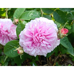 rosa 'Pink Léda'