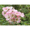rosa 'Kew rambler'