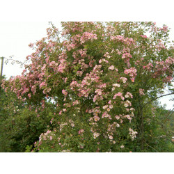 rosa 'Kew rambler'