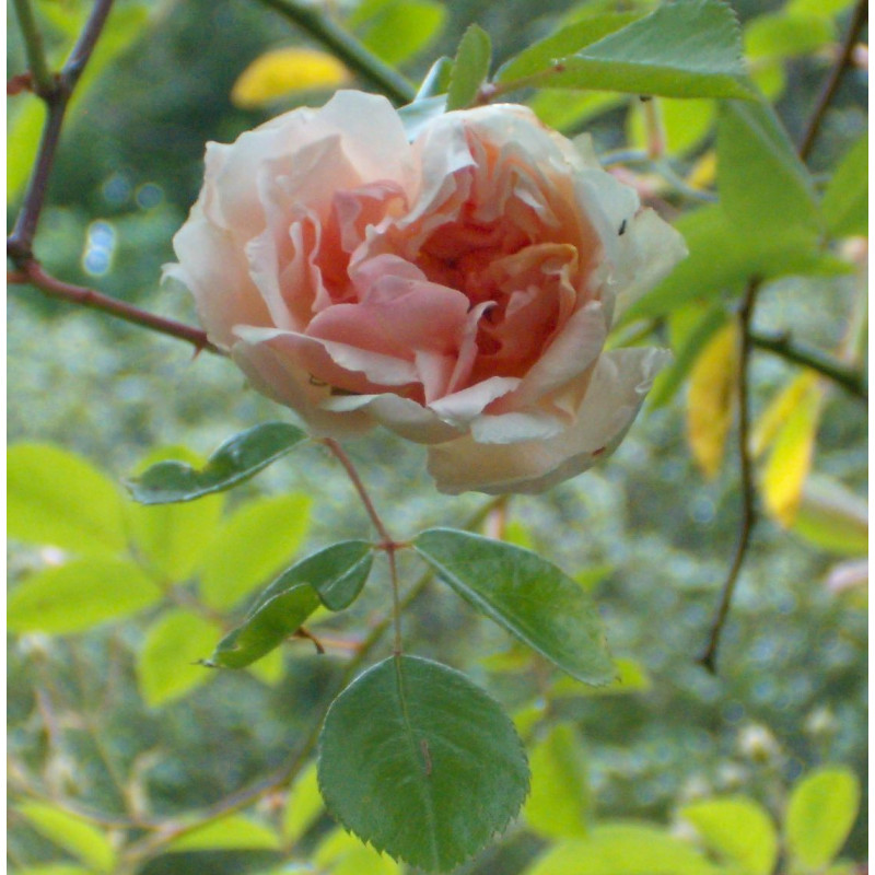 rosa 'Léontine Gervais'