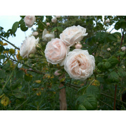 rosa 'Long John Silver'