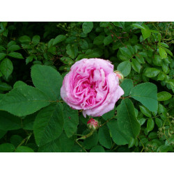 rosa 'Louis van Till'