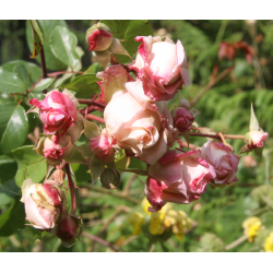 rosa 'Madame Jules Graveraux'