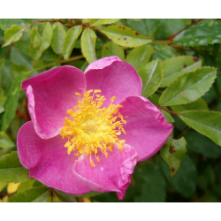 rosa 'Maria Graebneriae'