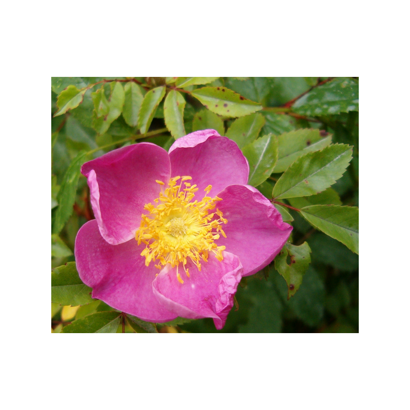 rosa 'Maria Graebneriae'