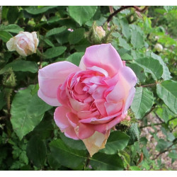 rosa 'Merveille des blanches'