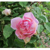 rosa 'Merveille des blanches'