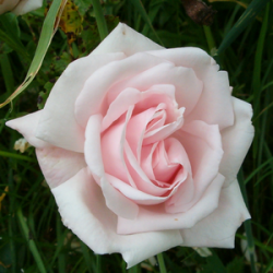 rosa 'New Dawn'