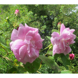 rosa 'Nordlandrose'