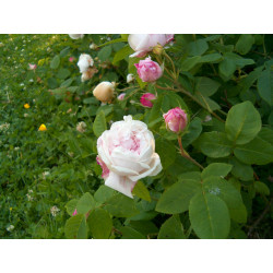 rosa 'Antonia d'Ormois'