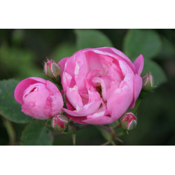 rosa 'Raubritter'
